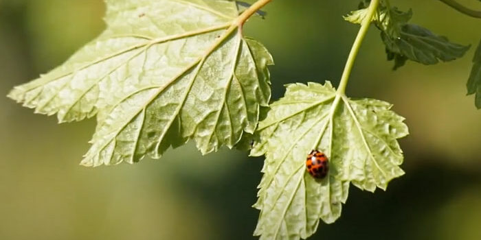 Invasion der Arten Wie Tiere und Pflanzen zu uns kamen Volker Kölling